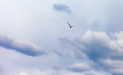 River bird Seagull on blue sky background with clouds