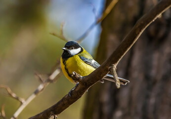 Fototapeta premium Bird tit closeup on tree branch in autumn city Park