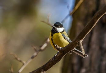 Bird tit closeup on tree branch in autumn city Park