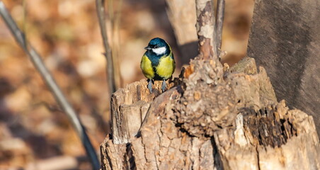 Bird bird closeup on the stump of the tree in autumn city Park