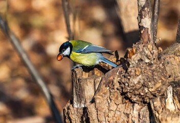 Bird bird closeup on the stump of the tree in autumn city Park