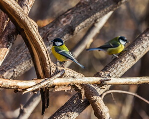 Bird tit closeup on tree branch in autumn city Park