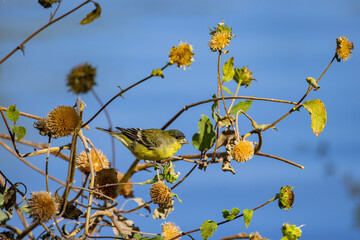 Close up shot of a cute Lesser goldfinch eating on a sunflower