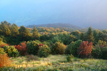 Fall Foliage Tree The Hill