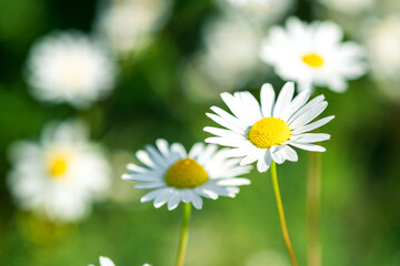 Obraz premium Beautiful chamomile flowers in meadow. Flower background. Chamomile in the nature. Copy space. Soft focus