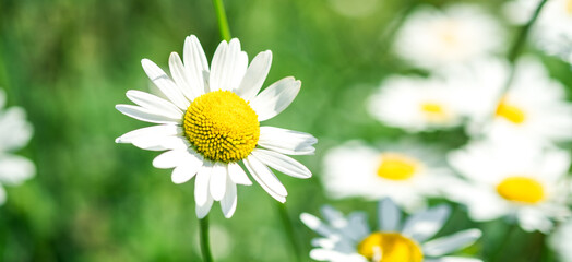 Obraz premium Summer banner of beautiful white chamomile. Flower background. Chamomile in the nature. Copy space. Soft focus