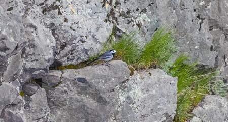 The bird was a Wagtail on a stone cliff with moss and grass in the summer.