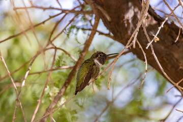 Close up shot of cute hummingbird resting on brunch