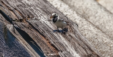 Wagtail bird with midges in its beak closeup on the roof of an old barn