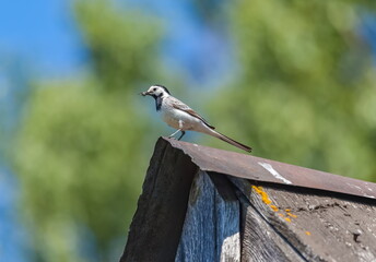Wagtail bird with midges in its beak closeup on the roof of an old barn