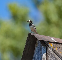 Wagtail bird with midges in its beak closeup on the roof of an old barn