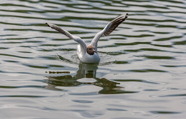 Gull bird close up on the background of the water surface of the reservoir in summer