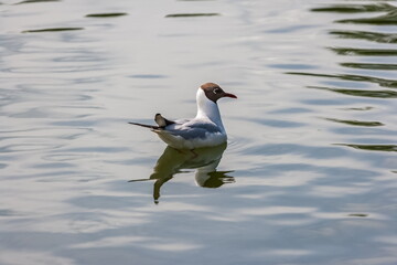 Gull bird close up on the background of the water surface of the reservoir in summer