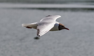 Gull bird in flight close up on the background of the water surface in summer