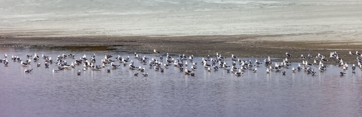 Flock of birds gulls sitting on the water of a shallow lake on the background of a sandy shore