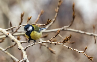 Bird tit close up on a branch of a poplar tree in spring