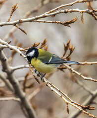 Fototapeta premium Bird tit close up on a branch of a poplar tree in spring