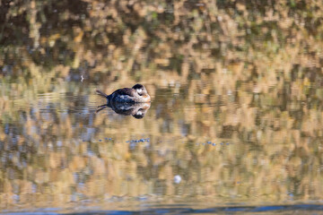 Close up shot of cute rubber duck
