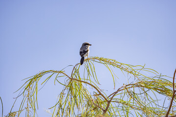 Close up shot of a beautiful Loggerhead shrike bird sitting on a tree