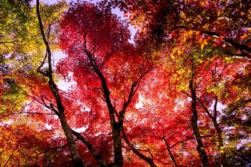 渓石園の紅葉