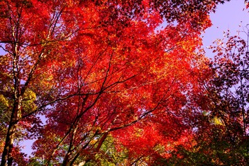 渓石園の紅葉