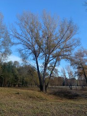 trees in the park
