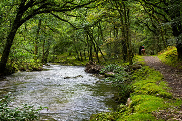 A Bridlepath runs beside the River Walkham in a wooded valley on the edge of Dartmoor near Grenofen, Devon, England, UK.