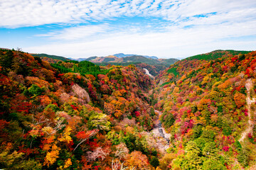 九酔渓の紅葉
