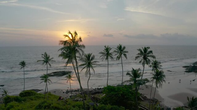 Aerial view of palm and coconut trees on beach, Goa, India.