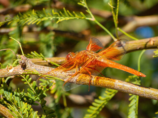 Close up shot of a Flame skimmer dragonfly