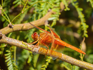 Close up shot of a Flame skimmer dragonfly