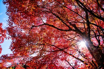 あまがたに渓谷の紅葉