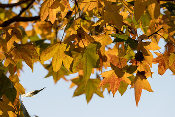 秋の紅葉と青空の風景