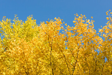 Fototapeta premium 秋の青空と黄色い銀杏の木の風景