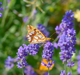 butterfly on flowers