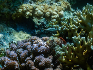 Naklejka na ściany i meble leopard blenny fish between corals in the red sea