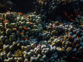 Fototapeta na wymiar corals and many little fishes detail view