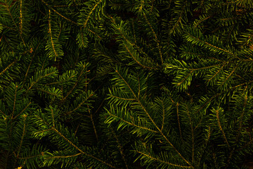 Christmas Spruce Fir Tree Background.
