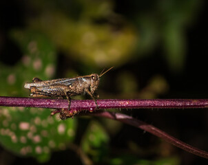 Mexican brown grasshopper standing on a branch