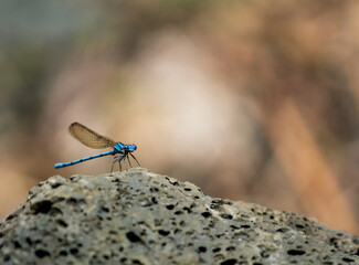 Blue dragonfly standing on a rock