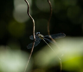 Brown dragonfly standing on a branch