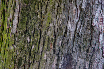 Wood bark texture of a Chestnut tree
