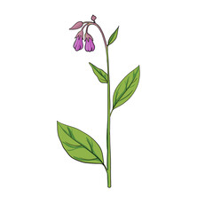 vector drawing comfrey