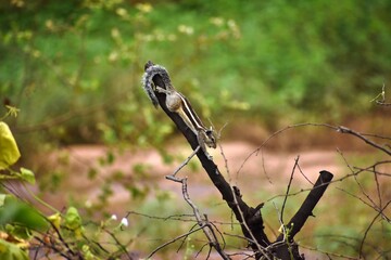 Cute young squirrel climbing on a branch to attacked his prey.