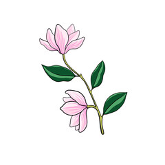 vector drawing branch of magnoila tree