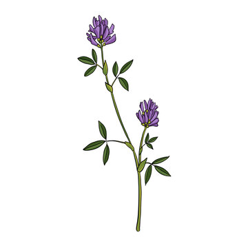 vector drawing alfalfa