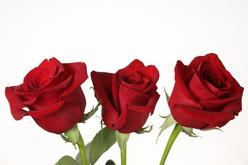 Red roses. Bouquet of three roses isolated on white background. Copy space.