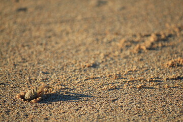 Busy Ghost crab digging a hole