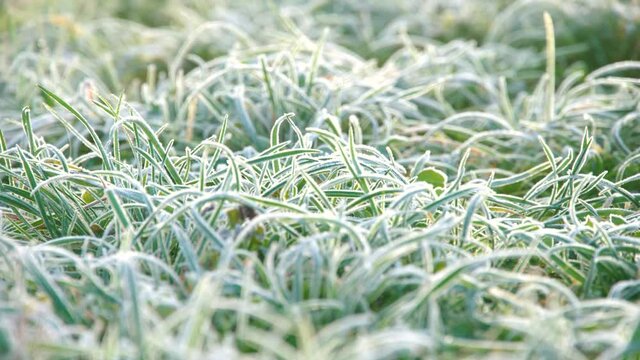 Frosted green grass in the morning
