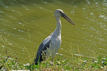 Water bird Or Heron, Bittern, Egret standing beside the river - Animal natural scene